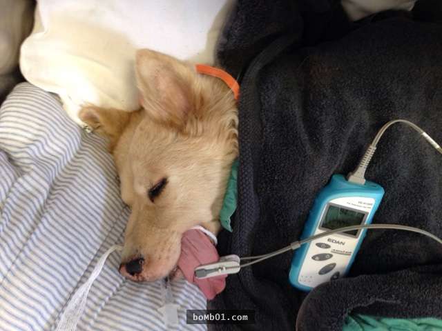 飼主千萬不能讓毛小孩吃到這個比巧克力還毒的東西,光是前年就有「3000隻狗狗誤食致死」!
