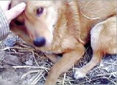 愛犬與主人失散7年後竟在路邊奇蹟般相遇,瞬間淚流滿面