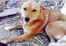 愛犬與主人失散7年後竟在路邊奇蹟般相遇,瞬間淚流滿面