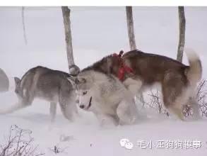 狗狗做的這11件事情，有時候，我們竟做不到！