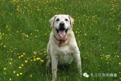 狗狗做的這11件事情，有時候，我們竟做不到！
