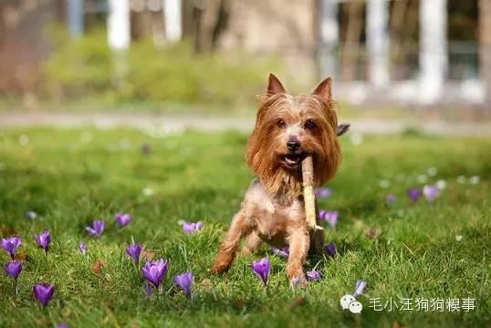 狗狗做的這11件事情，有時候，我們竟做不到！