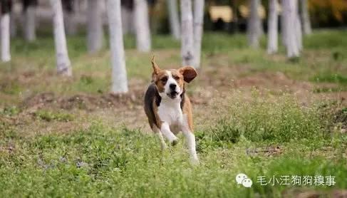 狗狗做的這11件事情，有時候，我們竟做不到！