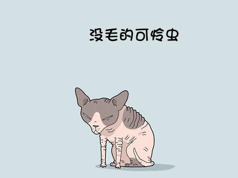 12类型喵星人 快看看你家的属于哪一种!