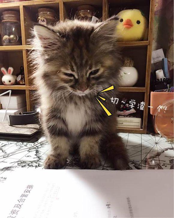 流浪的喵,只因為在草叢中多看了你一眼,再也沒能忘掉你的容顏!