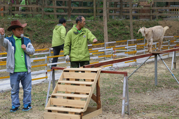 台灣清山綠水田野綠世界