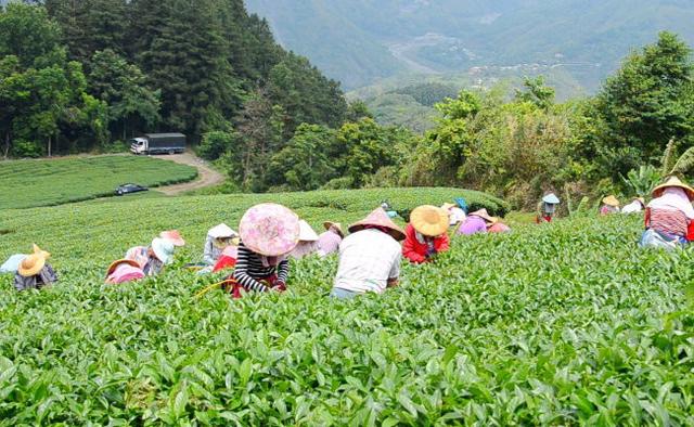 台灣這4大特色茶產區,還想再去多一次!