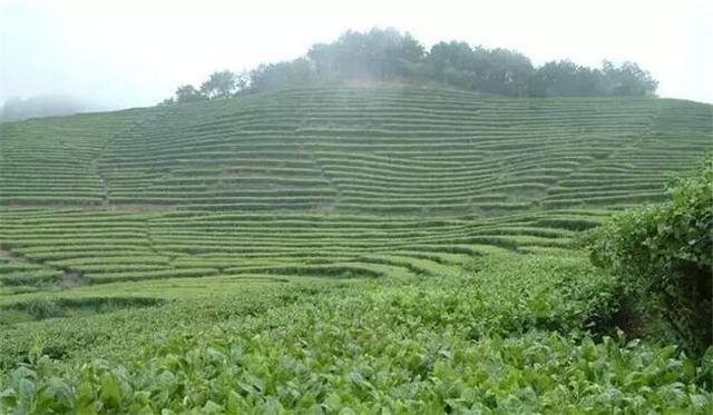 台灣這4大特色茶產區,還想再去多一次!