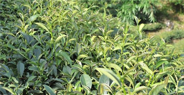 台灣這4大特色茶產區,還想再去多一次!