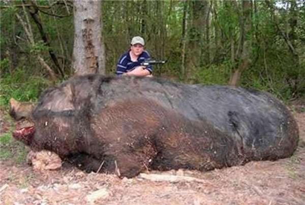 這13隻疑似打針的「巨獸」號稱史上最大!尤其最後一張真的太可怕了,兔子竟然比狗還大...真的是太嚇人了!!!