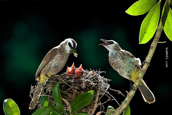 40張能趕走你一天鳥心情的「超萌鳥界親子檔」。