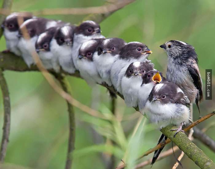 40張能趕走你一天鳥心情的「超萌鳥界親子檔」。