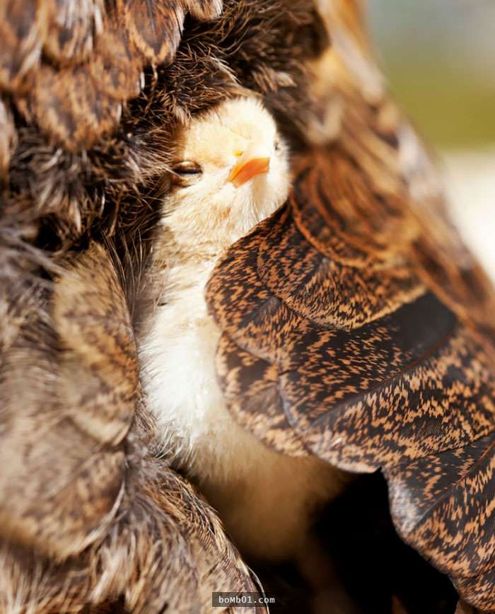 40張能趕走你一天鳥心情的「超萌鳥界親子檔」。