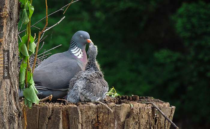 40張能趕走你一天鳥心情的「超萌鳥界親子檔」。