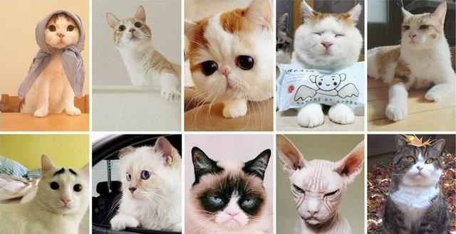 超療愈!10隻萌翻天喵星人集合!看看這些人氣貓咪你追了幾個?