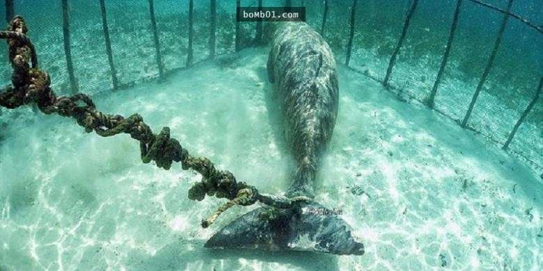 他發現無良商人把這隻瀕危生物囚禁讓遊客付錢拍照,生氣之下竟然也另有企圖地付錢下水…