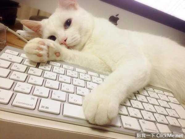 喵咪愛你的15種《讓人又愛又恨的表現》,這種愛真是...太強烈了www