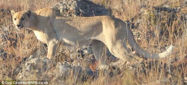 30個去侏羅紀世界都看不到的「奇特動物款式」。