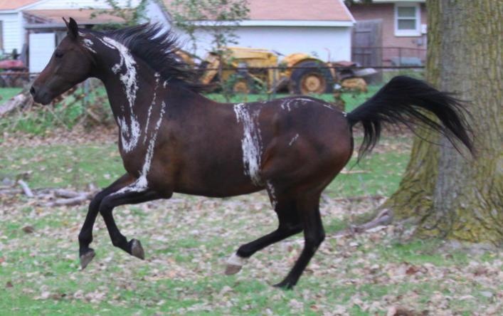 This gorgeous horse has some pretty odd markings, too.