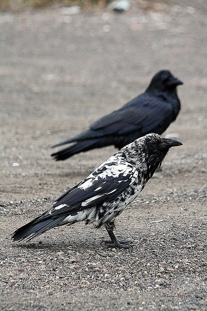 And here is a piebald raven.