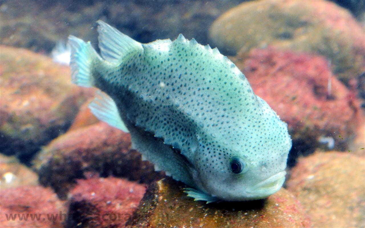 這間水族館的圓鰭魚幾乎每晚都神秘消失，直到有天早晨看到「比人類聰明」犯罪者在魚缸裡不小心睡著了！