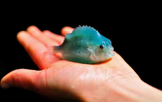 這間水族館的圓鰭魚幾乎每晚都神秘消失，直到有天早晨看到「比人類聰明」犯罪者在魚缸裡不小心睡著了！