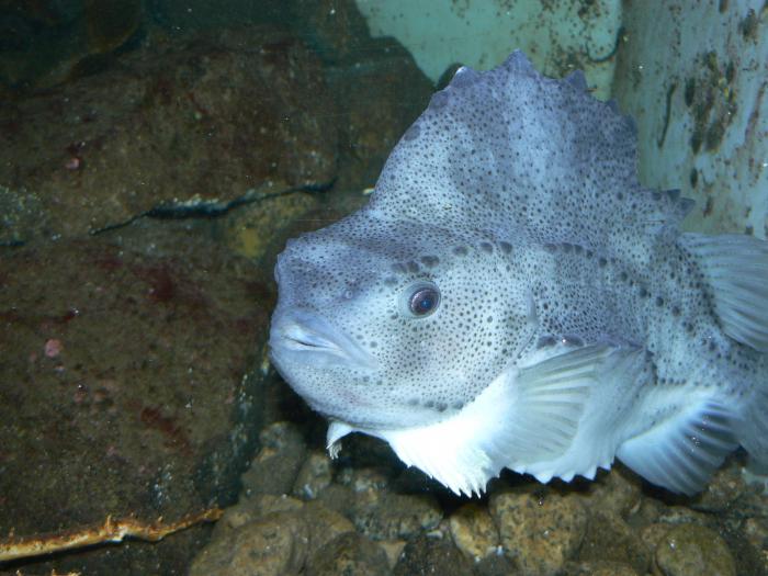 這間水族館的圓鰭魚幾乎每晚都神秘消失，直到有天早晨看到「比人類聰明」犯罪者在魚缸裡不小心睡著了！