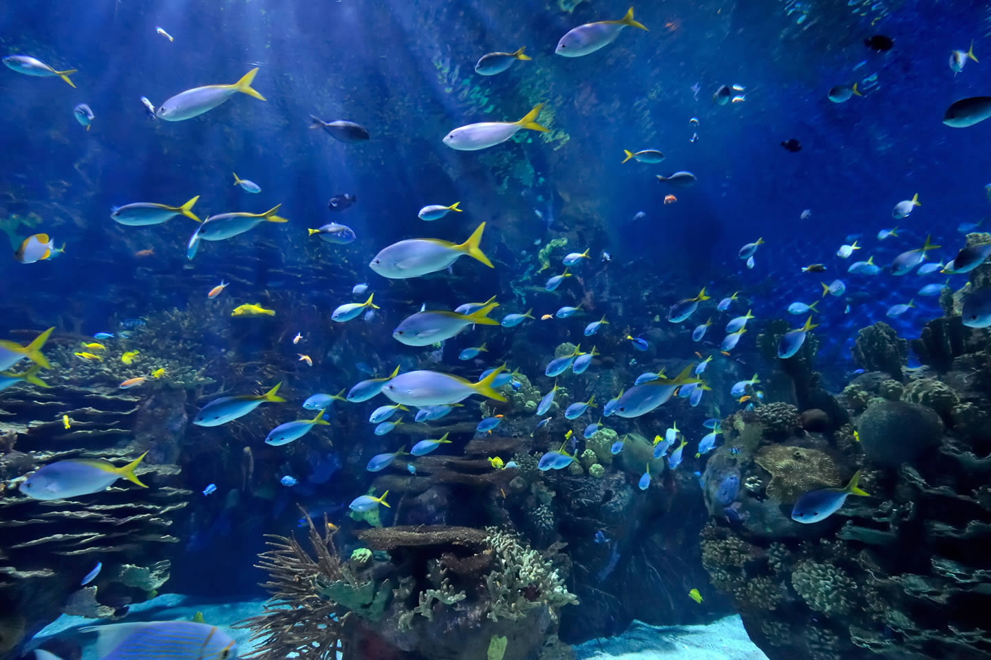 這間水族館的圓鰭魚幾乎每晚都神秘消失，直到有天早晨看到「比人類聰明」犯罪者在魚缸裡不小心睡著了！