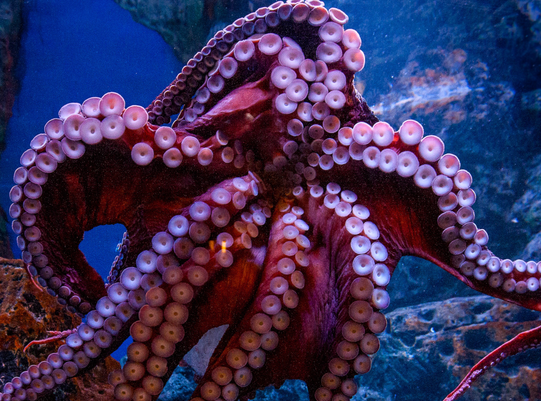 這間水族館的圓鰭魚幾乎每晚都神秘消失，直到有天早晨看到「比人類聰明」犯罪者在魚缸裡不小心睡著了！