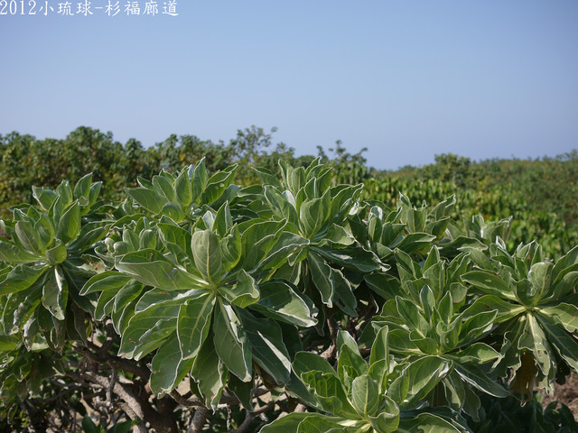 小琉球必吃必玩...