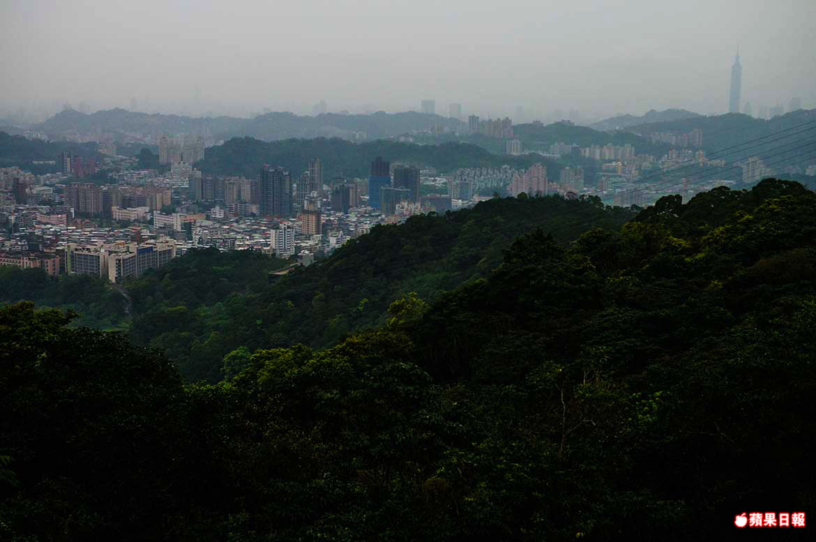 貓空散策 尋訪 魯冰花海