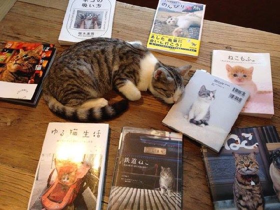 最大陣勢喵星人餵食秀在這！日本澀谷療癒貓咪咖啡廳MoCHA