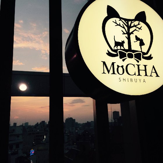 最大陣勢喵星人餵食秀在這!日本澀谷療癒貓咪咖啡廳MoCHA
