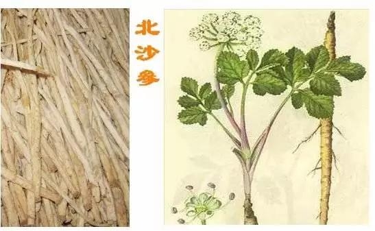 這些中藥都超便宜,但對健康都有大益處!健胃、排宿便、化痰、止咳…全都有!