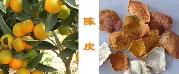 這些中藥都超便宜,但對健康都有大益處!健胃、排宿便、化痰、止咳…全都有!
