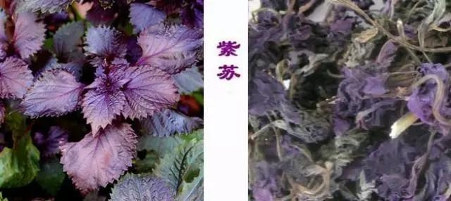 這些中藥都超便宜,但對健康都有大益處!健胃、排宿便、化痰、止咳…全都有!