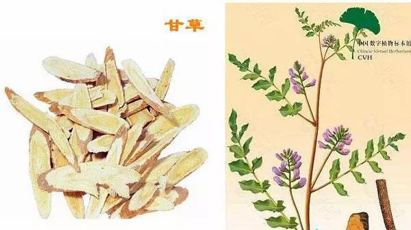 這些中藥都超便宜,但對健康都有大益處!健胃、排宿便、化痰、止咳…全都有!