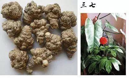 這些中藥都超便宜,但對健康都有大益處!健胃、排宿便、化痰、止咳…全都有!