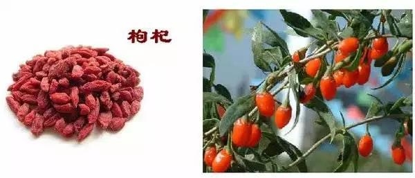 這些中藥都超便宜,但對健康都有大益處!健胃、排宿便、化痰、止咳…全都有!