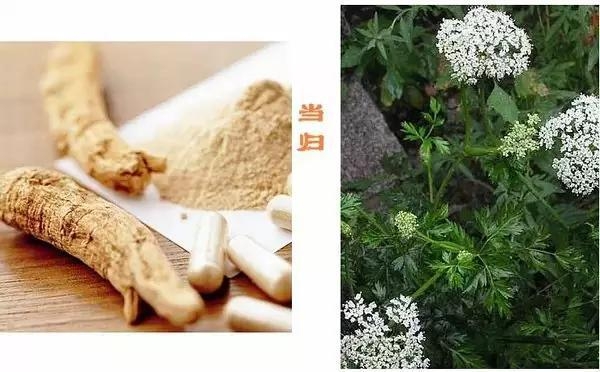 這些中藥都超便宜,但對健康都有大益處!健胃、排宿便、化痰、止咳…全都有!
