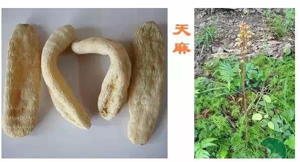 這些中藥都超便宜,但對健康都有大益處!健胃、排宿便、化痰、止咳…全都有!