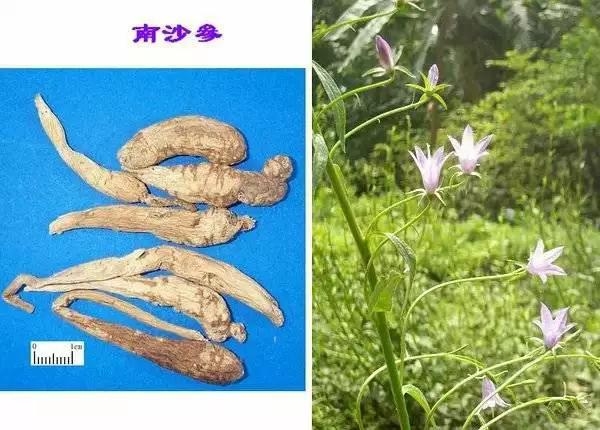 這些中藥都超便宜,但對健康都有大益處!健胃、排宿便、化痰、止咳…全都有!