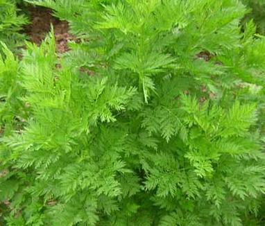 清明節這三樣菜最養生,錯過又要等一年