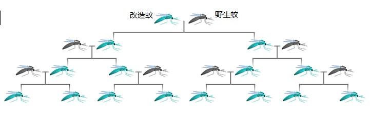 開門,放蚊子——美國科學家與蚊子鬥智斗勇