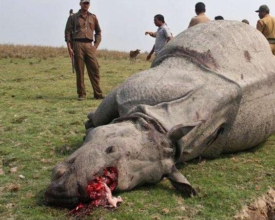 禁獵期結束,獵人舉獵槍大開殺戒,獅子犀牛都遭殃,讓人心寒!