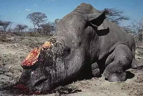 禁獵期結束,獵人舉獵槍大開殺戒,獅子犀牛都遭殃,讓人心寒!