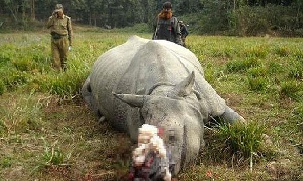 禁獵期結束，獵人舉獵槍大開殺戒，獅子犀牛都遭殃，讓人心寒！