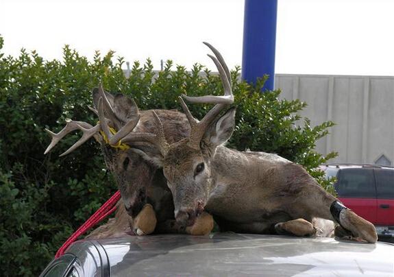 禁獵期結束,獵人舉獵槍大開殺戒,獅子犀牛都遭殃,讓人心寒!