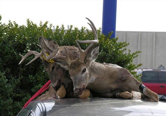 禁獵期結束，獵人舉獵槍大開殺戒，獅子犀牛都遭殃，讓人心寒！