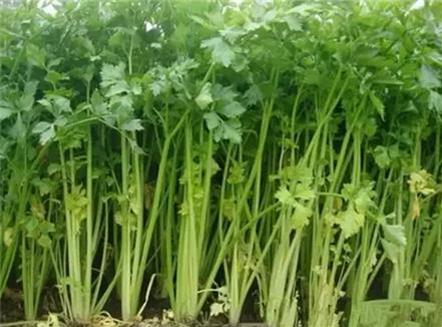 驚!賣菜阿姨不告訴你的「買菜秘訣」!原來要「這樣挑」才不會買到有化學添加的騙人爛蔬菜!難怪隔壁阿媽有事沒事都亂笑我!是我